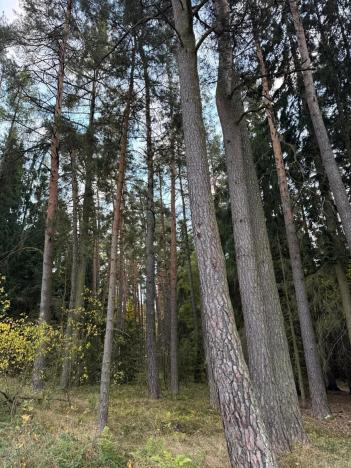 Prodej lesa, Čermná, 9742 m2