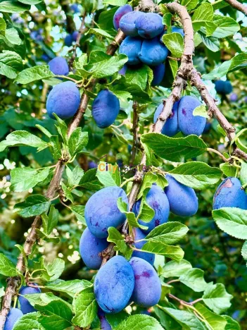 Prodej rodinného domu, Brandýs nad Labem-Stará Boleslav, Karla Šebora, 160 m2