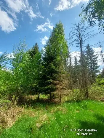 Prodej podílu lesa, Dolní Cerekev, 11817 m2