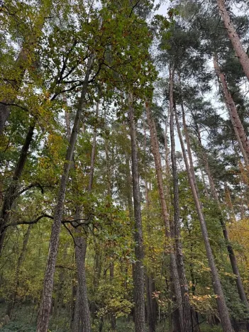 Prodej podílu lesa, Blížejov, 1818 m2
