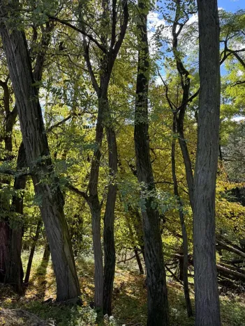 Prodej lesa, Chorušice, 2884 m2