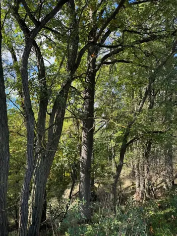 Prodej lesa, Chorušice, 2884 m2