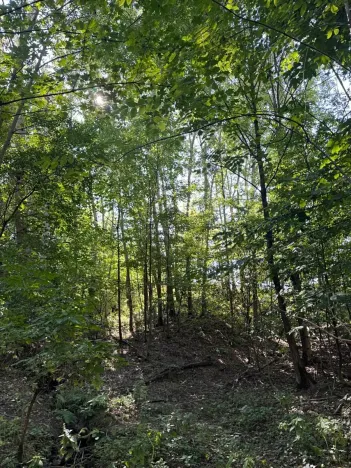 Prodej lesa, Boháňka, 3705 m2