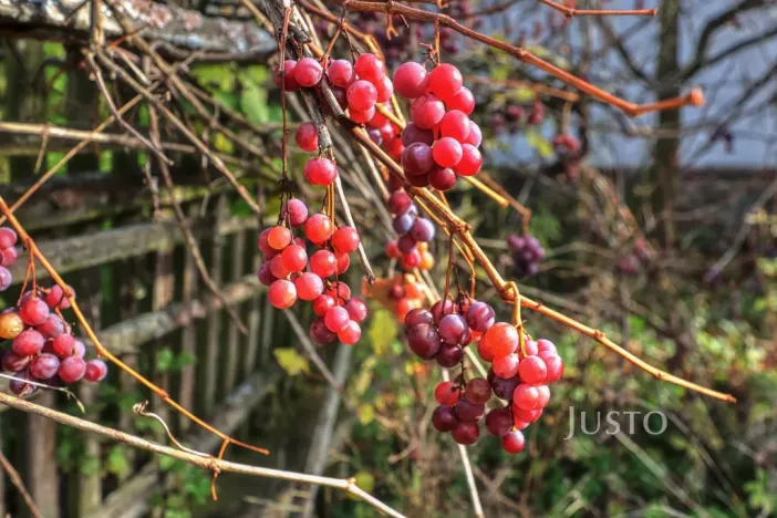 Prodej zemědělské usedlosti, Lipoltice - Sovoluská Lhota, 116 m2