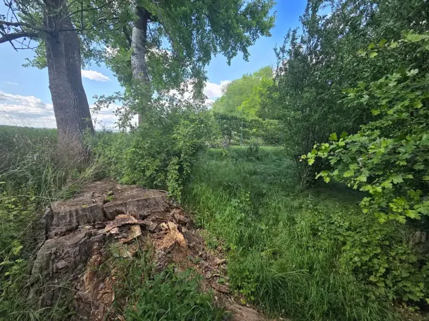 Prodej lesa, Cvrčovice, 4746 m2