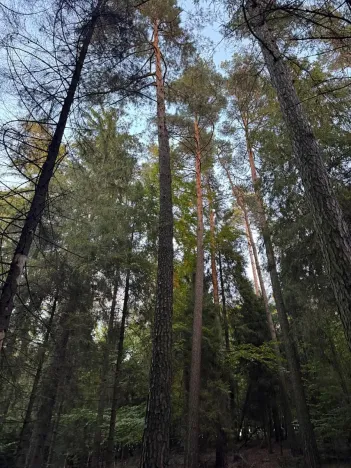 Prodej lesa, Velká Polom, 1538 m2