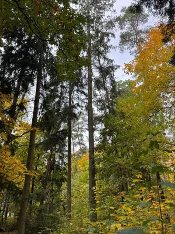 Prodej lesa, Chrášťany, 11900 m2