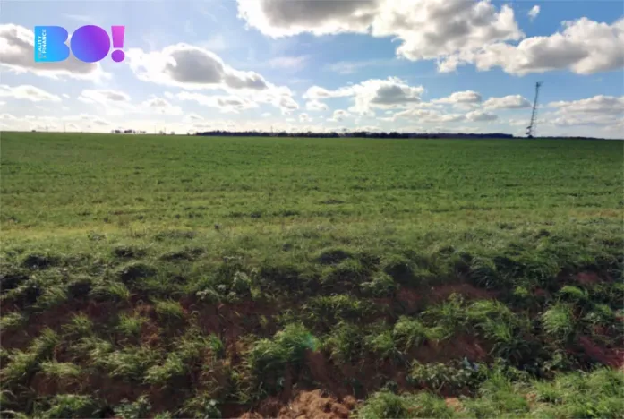 Prodej pole, Vacenovice, 6305 m2