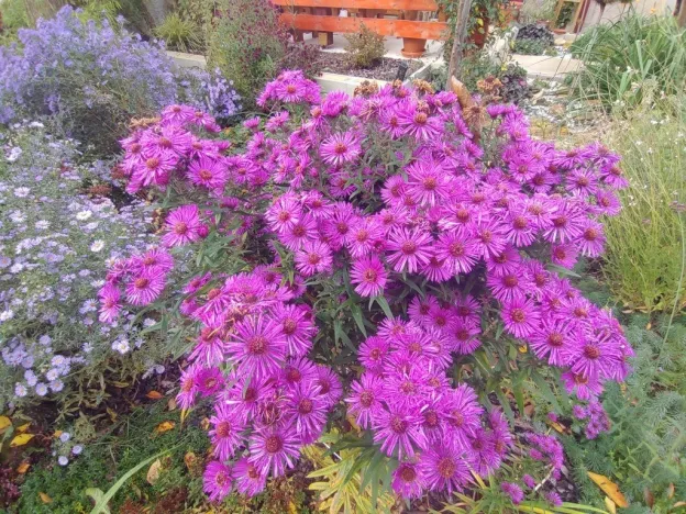 Prodej bytu 2+1, Kamenický Šenov, Palackého, 75 m2