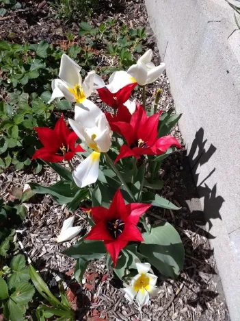 Prodej bytu 2+1, Kamenický Šenov, Palackého, 75 m2