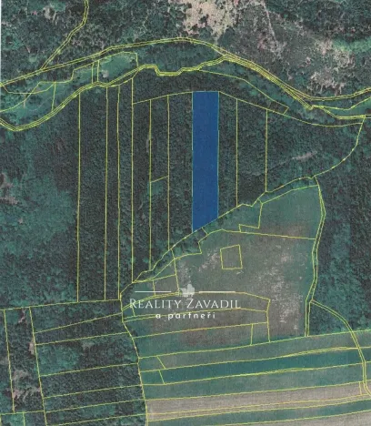 Prodej lesa, Hradec nad Moravicí - Filipovice, 11917 m2