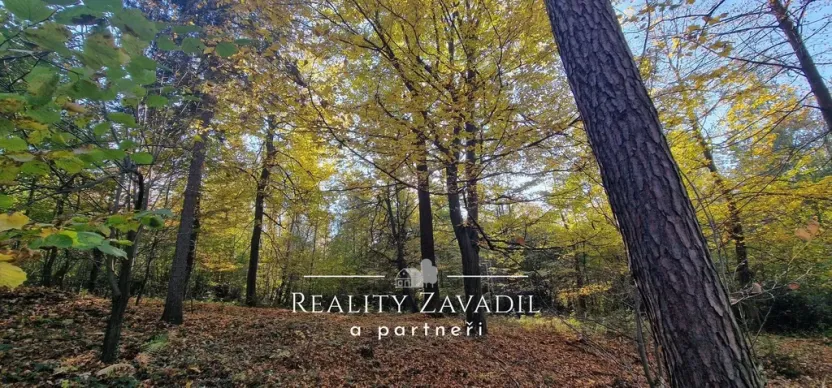 Prodej lesa, Hradec nad Moravicí - Filipovice, 11917 m2