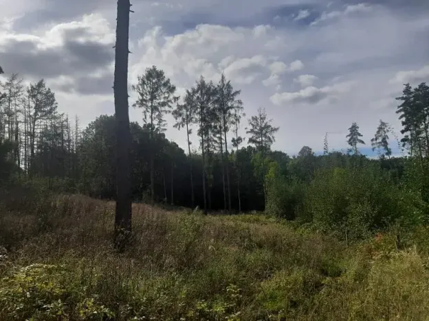 Prodej lesa, Bohuslavice, 11442 m2