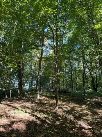 Prodej lesa, Ostrava, 8938 m2