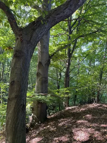 Prodej lesa, Ostrava, 8938 m2