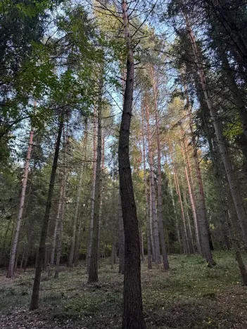 Prodej lesa, Velká Polom, 3922 m2