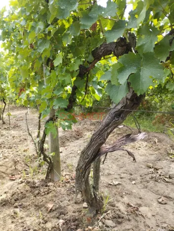 Prodej sadu/vinice, Kobylí, 1799 m2