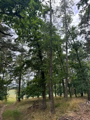 Prodej lesa, Bavorov, 10907 m2