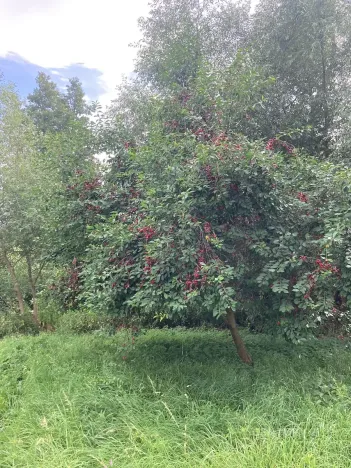 Prodej pozemku, Staňkovice, 438 m2