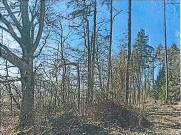 Prodej lesa, Neurazy, 727 m2