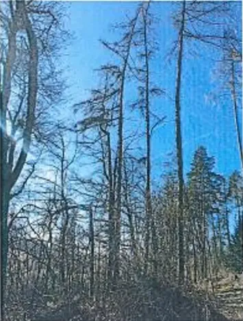 Prodej lesa, Neurazy, 727 m2