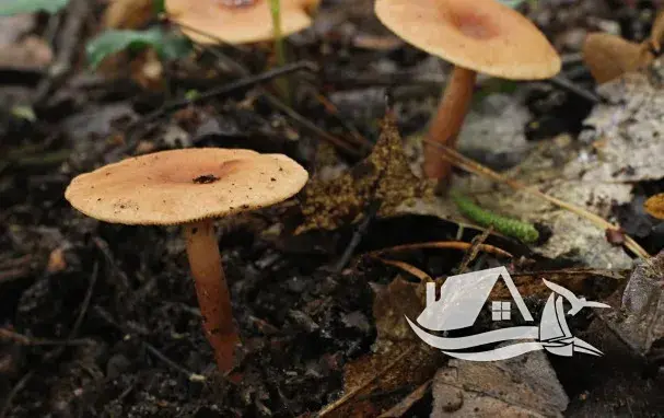 Prodej bytu 4+kk, Bansko, Bulharsko, 83 m2