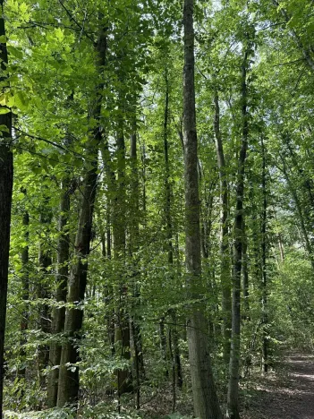 Prodej podílu lesa, Pardubice, 9649 m2