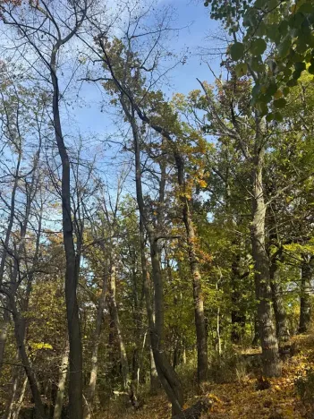 Prodej lesa, Jeníkovice, 12606 m2