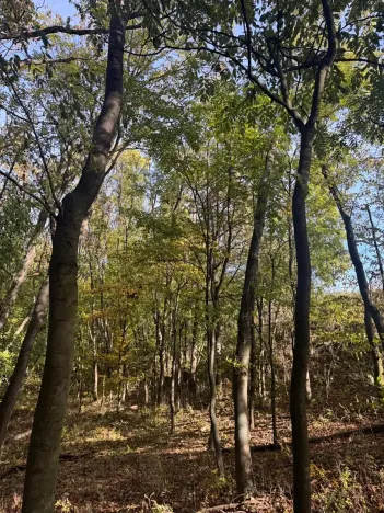 Prodej lesa, Jeníkovice, 12606 m2