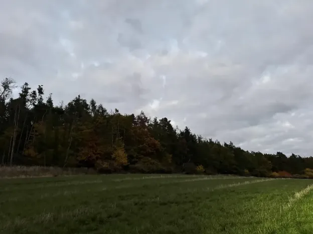 Prodej lesa, Nezdice, 4671 m2