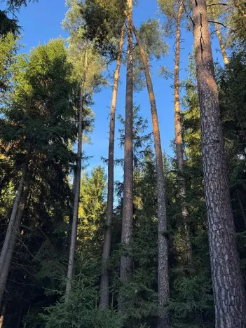 Prodej lesa, Havlovice, 13402 m2