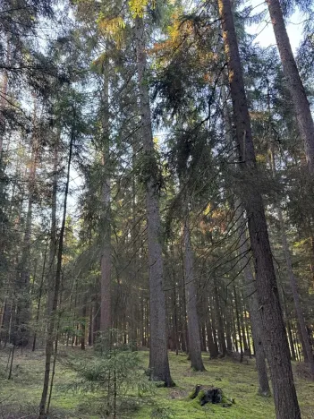 Prodej lesa, Havlovice, 13402 m2