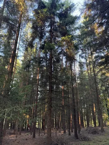 Prodej lesa, Havlovice, 13402 m2