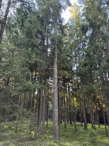 Prodej lesa, Havlovice, 13402 m2