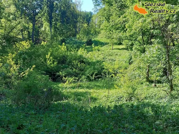 Prodej lesa, Diváky, 6415 m2