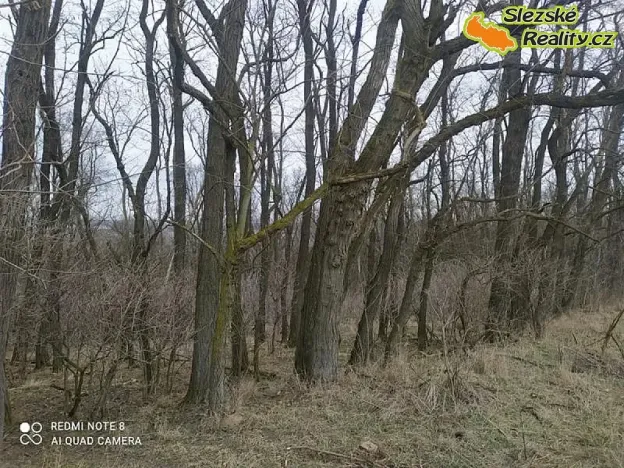 Prodej lesa, Diváky, 6415 m2