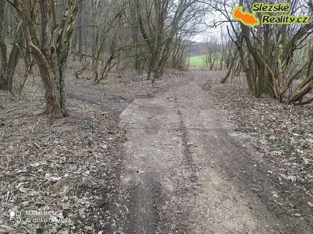 Prodej lesa, Diváky, 6415 m2