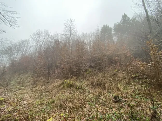 Prodej lesa, Jedlí, 1198 m2