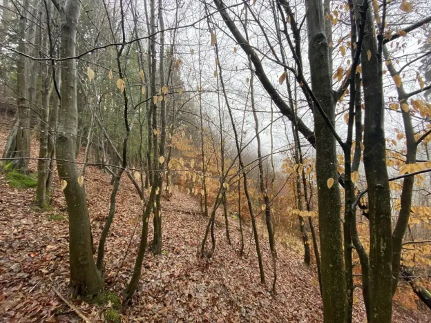 Prodej lesa, Jedlí, 1198 m2