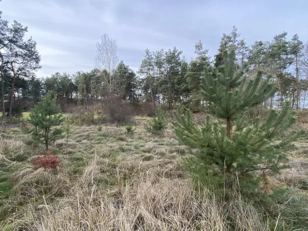 Prodej lesa, Kostelní Lhota, 9438 m2