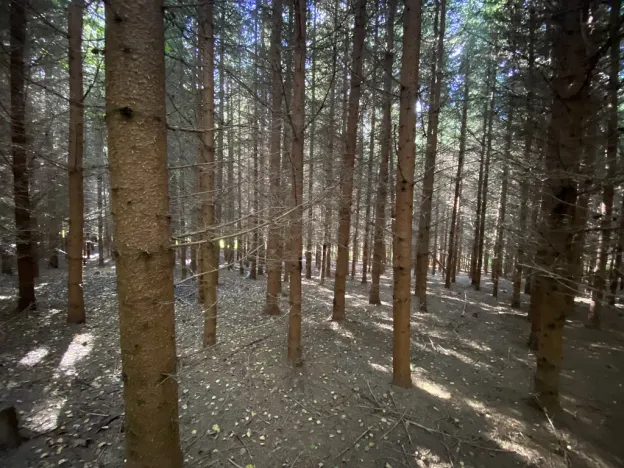 Prodej lesa, Lánov - Horní Lánov, 11269 m2