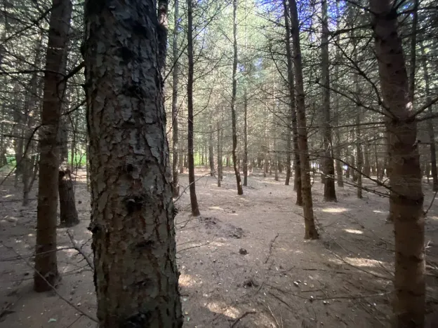 Prodej lesa, Lánov - Horní Lánov, 11269 m2