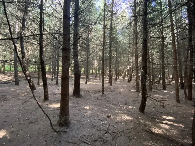 Prodej lesa, Lánov - Horní Lánov, 11269 m2