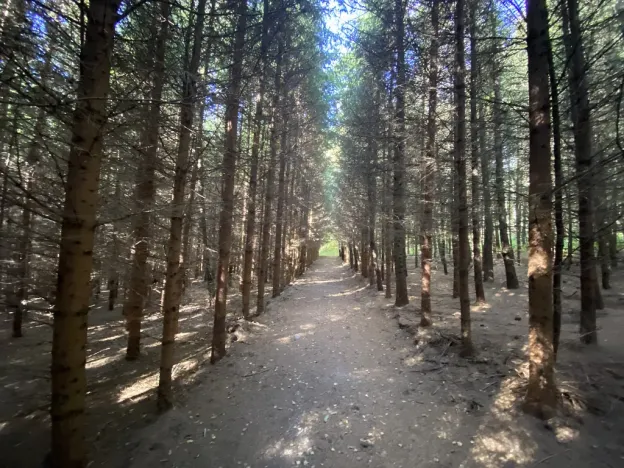 Prodej lesa, Lánov - Horní Lánov, 11269 m2