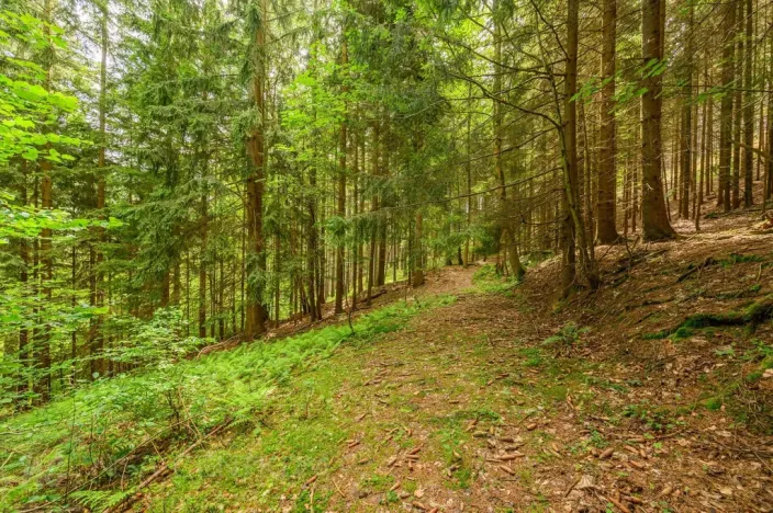 Prodej louky, Víchová nad Jizerou, 1867 m2
