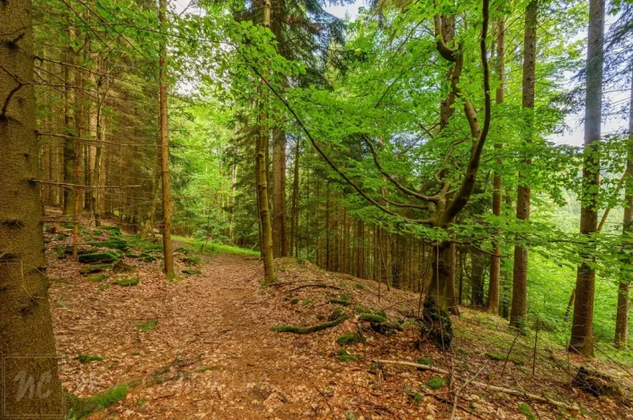 Prodej louky, Víchová nad Jizerou, 1867 m2