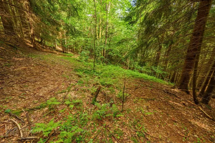 Prodej louky, Víchová nad Jizerou, 1867 m2