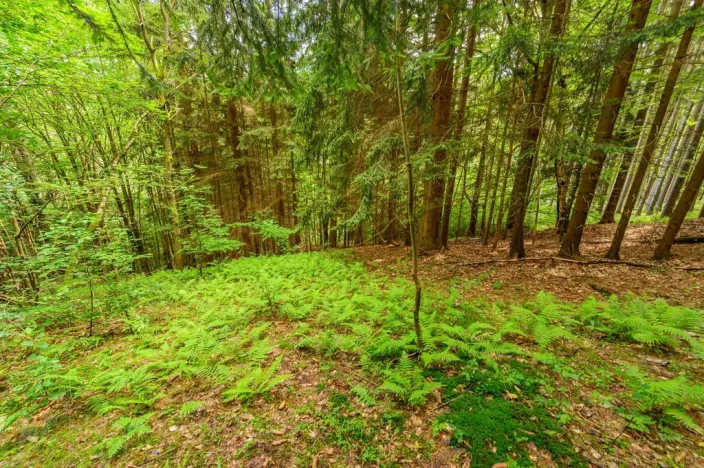 Prodej louky, Víchová nad Jizerou, 1867 m2