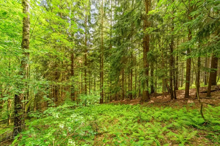 Prodej louky, Víchová nad Jizerou, 1867 m2