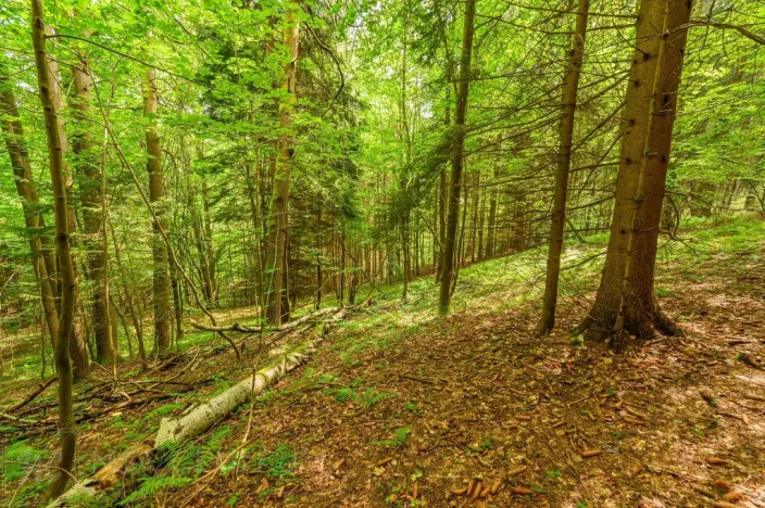 Prodej louky, Víchová nad Jizerou, 1867 m2